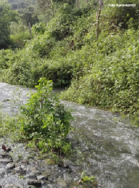 El senderismo y la cabalgata son las principales actividades de aventuras que se pueden realizar en el sector.
Durante la caminata es posible disfrutar de la observación de flora y fauna.
Dos Mangas (Ecoturismo)