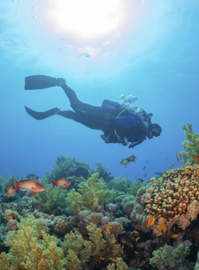 Un lugar en donde además de ver la diversidad de vida marina, también podrás realizar actividades acuáticas como buceo.
Costo adicional
EL PELADO