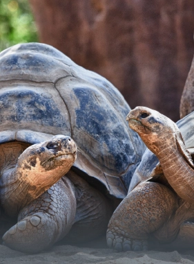 El lugar perfecto para encontrar tortugas gigantes en su hábitat natural, también podrás aprender acerca de la vegetación.
Rancho Primicias y/o Rancho el Chato