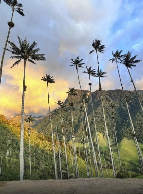 Admira las imponentes palmas de cera y la belleza natural del Valle del Cocora, joya ecológica del Quindío.
Valle del Cocora