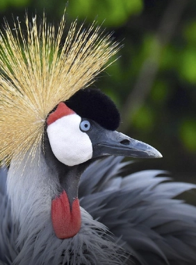 Vive la naturaleza con aves exóticas y playas paradisíacas en Barú.
Aviario e Isla Barú