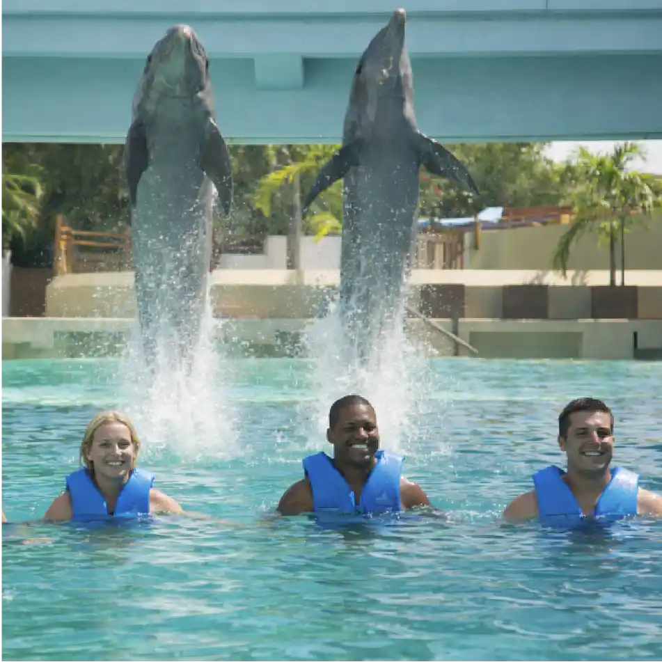 Nado con Delfines Premium 2x1
