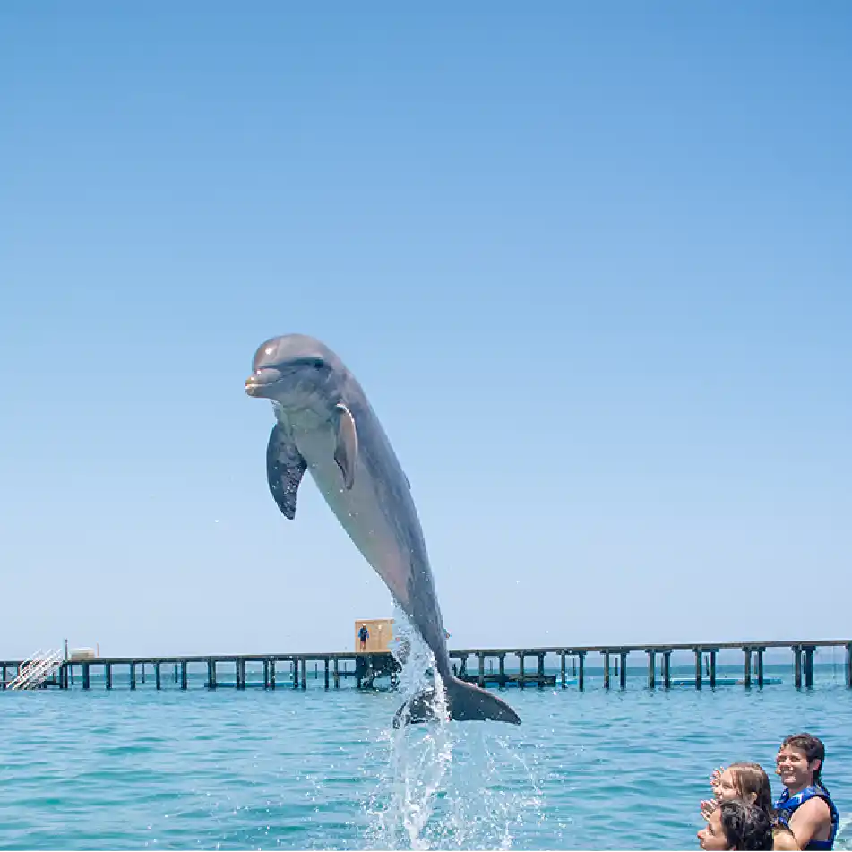 Dolphin Funtastic