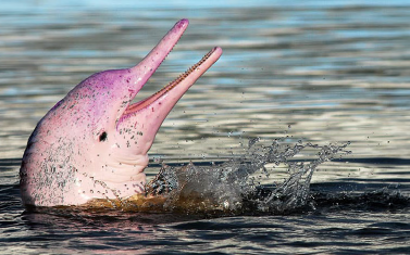 on-vacation-banner-interno-amazonas-delfines-rosados_1