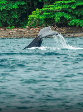 on-vacation-colombia-destino-panama-servicios-extras-atracciones-guias-turisticas@72x-100-elementor-io-optimized.webp